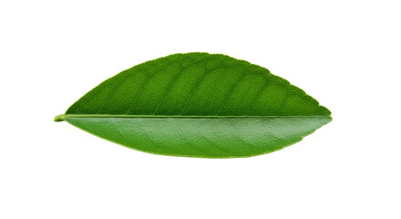 Obraz premium Green Leaf: High-Resolution Image, Botany, Nature, Plant on transparent background