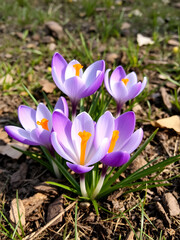 Naklejka premium First spring flowers. Violet Crocus vernus (spring crocus, giant crocus) in April