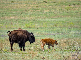 Spring time of baby bison season, one of the main attractions of Caprock Canyons state Park, Quitaque, Texas.