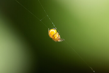 A small orange spider hanging on a delicate cobweb on a blurred green background