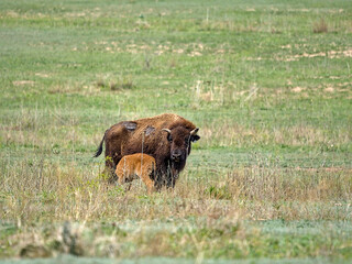 Spring time of baby bison season, one of the main attractions of Caprock Canyons state Park, Quitaque, Texas.
