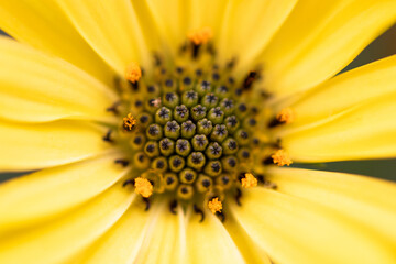 Intense close-up to the center of a bright yellow flower with a dark center and orange anthers