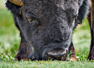 Bison are one of the main attractions of Caprock Canyons State Park, Quitaque, Texas.