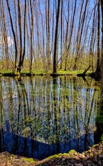 autumn in the forest