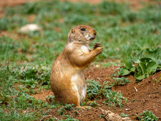 The black-tailed prairie dog is a rodent of the family Sciuridae found in the Great Plains of North America from about the United States–Canada border to the United States–Mexico border.