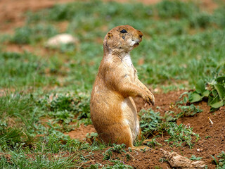 The black-tailed prairie dog is a rodent of the family Sciuridae found in the Great Plains of North America from about the United States–Canada border to the United States–Mexico border.