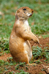 The black-tailed prairie dog is a rodent of the family Sciuridae found in the Great Plains of North America from about the United States–Canada border to the United States–Mexico border.