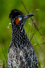 Darting through the thornscrub from the Mississippi river to the Pacific Ocean is a charming bird known as the greater roadrunner. 