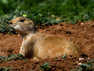 The black-tailed prairie dog is a rodent of the family Sciuridae found in the Great Plains of North America from about the United States–Canada border to the United States–Mexico border.