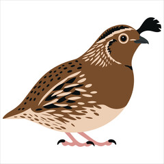 Quail bird shown from the side.Isolated vector illustration for nature and wildlife themes.