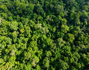 Naklejka premium dense tropical rainforest canopy