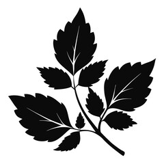 Detailed Black Leaf Branch Illustration, Ornamental Foliage with Prominent Veins and Serrated Edges
