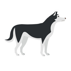Vector flat hand drawn husky dog isolated on white background