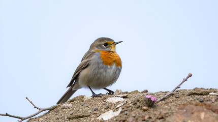 Fototapeta premium robin accentor (Prunella rubeculoides)
