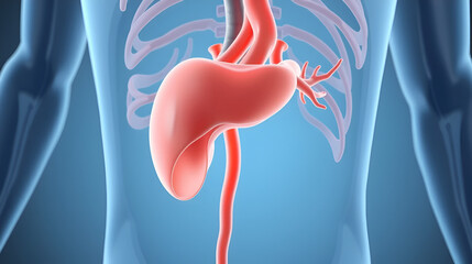 3D rendered medical animation of a man's psoas major