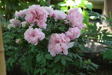 Beautiful flower of paeonia plant