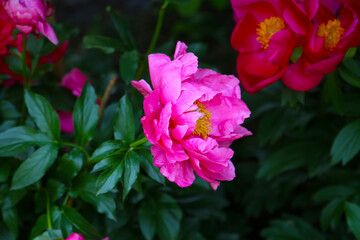 Fototapeta premium Beautiful flower of paeonia plant