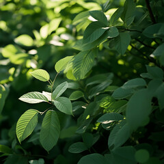 Obraz premium Lush green leaves bathed in sunlight