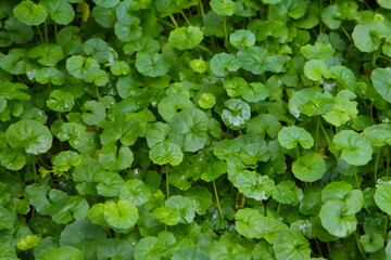 Obraz premium Viola hederacea or Viola Banksii