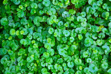 Viola hederacea or Viola Banksii