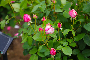 Beautiful roses in full bloom at the Japan Rose Garden.