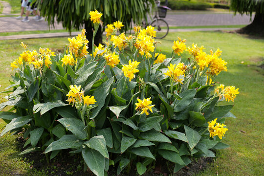 Canna lily flower in the garden