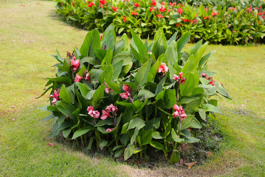 Canna lily flower in the garden