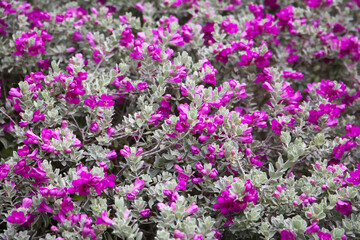 Leucophyllum frutescens plant in the garden
