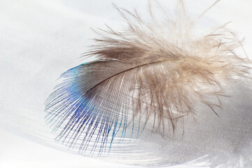 color bird feather lying on the white paper