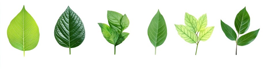 Obraz premium Various Stages of Leaf Growth