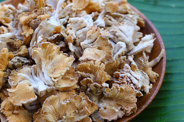 Splitgill mushroom or schizophyllum commune mushroom