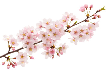 Obraz premium PNG Delicate pink cherry blossom branch in full bloom against black background