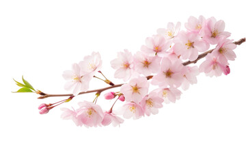 PNG Delicate pink cherry blossom branch with fresh green leaves