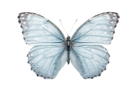 PNG Close-up of blue morpho butterfly with detailed wing patterns on black background