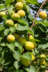 Ripe  apricots hanging on a tree branch under the spring sun