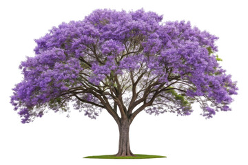 PNG Majestic jacaranda tree in full bloom with vibrant purple flowers