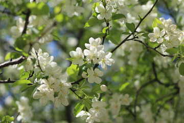 close-up of a flowering crabapple tree in Spring beautiful floral background. Malus sieboldii, also known as Siebold's crabapple or Toringo crabapple, growing in the United States.