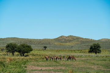 Guanacos in Pampas grass environment, La Pampa, Patagonia, Argentina.
