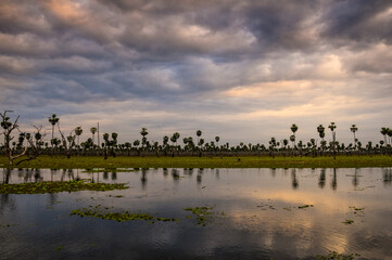 Naklejka premium Palms landscape in La Estrella Marsh, Formosa province, Argentina.
