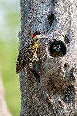 Obraz premium Green barred Woodpecker in forest environment, La Pampa province, Patagonia, Argentina.