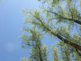 Tall poplar trees with fresh spring foliage reaching up into a clear blue sky, captured from a low angle on a sunny day