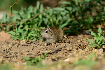 Desert Cavi, Lihue Calel National Park, La Pampa Province, Patagonia , Argentina