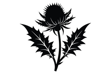 Detailed Thistle Flower Silhouette with Prickly Leaves, Black Vector Illustration, Herbal Design