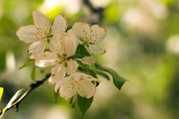 close-up of a flowering crabapple tree in Spring beautiful floral background. Malus sieboldii, also known as Siebold's crabapple or Toringo crabapple, growing in the United States.