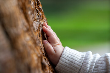 Super macro shot of a baby's hand in a white cotton sweater touching a sequoia tree trunk in a natural, bright green park setting. Young life touches old life. Green background.