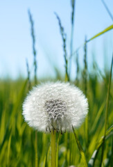 Detail of a Blowback plant outdoor vertical view