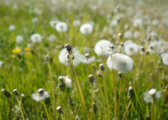 Obraz premium Different stages of the dandelion in a wildflower field