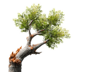 Fototapeta premium PNG Detailed green oak tree branch on black background