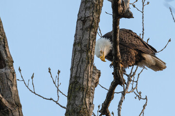 American bald eagle perched on a branch looking towards the ground.