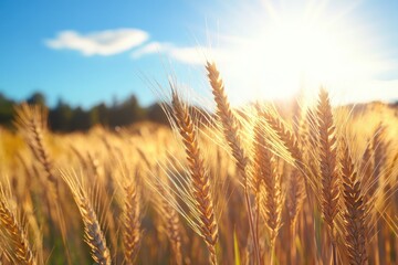 Fototapeta premium Golden wheat field bathed in sunlight
